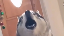 Thumbnail for Dog singing