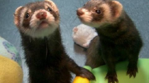 Thumbnail for Ending the War on Ferrets