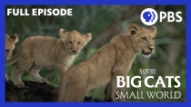 Thumbnail for Big Cats, Small World: Landlords | PBS NATURE Documentary