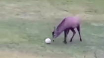 Thumbnail for Deer scores a goal