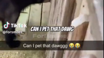 Thumbnail for Can I pet that dawg?