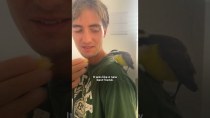 Thumbnail for Young Couple Become Parents After Rescuing A Baby Bird | The Dodo