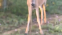 Thumbnail for Deer eating a snake