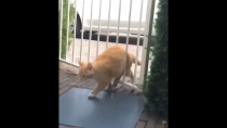 Thumbnail for Always the orange cat | FunnyMemeSpot