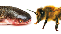 Thumbnail for California Environmentalists: Bees Are Now Fish | ReasonTV