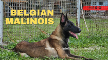 Thumbnail for Belgian Malinois || Maligator || Hero @ 11 Months | The Capirals