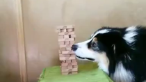 Thumbnail for Jenga-playing dog