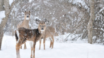 Thumbnail for Beautiful Relaxing Music, Peaceful Soothing Instrumental Music, "Winter Wildlife" by Tim Janis | Tim Janis