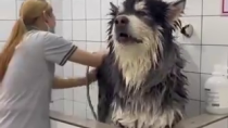 Thumbnail for Big dog has a bath