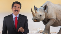 Thumbnail for Stossel: Save the Rhinos!