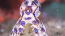 Thumbnail for The most venomous octopus in the world