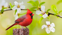 Thumbnail for Instant Relief from Stress and Anxiety, Birds Singing in the Forest, Deep Healing Music for The Body | Open Heart Music - Helios 4K