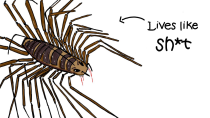 Thumbnail for Why It Sucks to be Born as a House Centipede | Stone