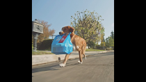 Thumbnail for The porch pirate is a doggy! | #TheRookie | The Rookie (Fan Page)