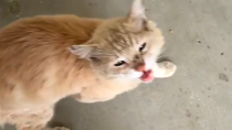 Thumbnail for Cat shows up crying at woman's door. Her response was perfect. | GeoBeats Animals