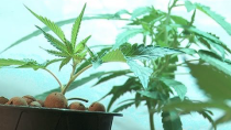 Thumbnail for Is Colorado Pot Overtaxed and Over-Regulated Already?