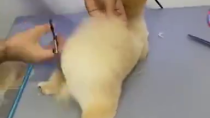 Thumbnail for Doggie gets haircut