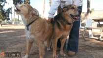 Thumbnail for Meet the Marijuana Industry's Newest Customers: Dogs