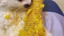 Thumbnail for Kitler enjoys some corn on the cob