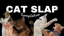 Thumbnail for Cats Slapping Things | coconutty