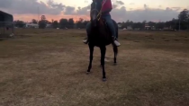 Thumbnail for Horse rides a nigger