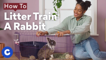 Thumbnail for How To Litter Train a Rabbit | Chewtorials