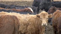 Thumbnail for Cattle Ranchers vs. The Feds: "You don’t just come into a ranch and say I’m going to run it."