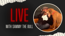 Thumbnail for 🔴 LIVE 🔴 Stories from #SammyTheBull | EP. 90 | Salvatore "Sammy The Bull" Gravano