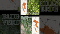 Thumbnail for Making Arizona out of Palo Verde Wood | Official State Tree Map #shorts #trees #wood | justinthetrees