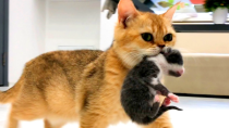 Thumbnail for Mom cat carries loudly meowing kittens to a new place - compilation