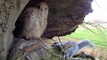 Thumbnail for Kestrels vs Grey Squirrels | Apollo & Athena | Robert E Fuller