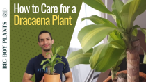 Thumbnail for How to Care for a Dracaena Plant | BigBoyPlants