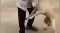 Thumbnail for Bull mauls nigger torturing dog