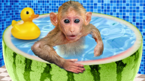 Thumbnail for Bin Bon duck Monkey Baby Kittens Puppy Goes Koi Cat And swims Rabbits Animals Eats Egg Muckbang Asmr | Monkey Oxy