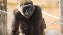 Thumbnail for Gladys Porter Zoo mourns death of western lowland gorilla | monitornews