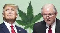 Thumbnail for Trump Can't Stop Marijuana Legalization (But He Can Slow it Down)