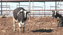 Thumbnail for Delta Smelt & Undocumented Farm Workers: How Federal Policy Is Failing CA's Central Valley