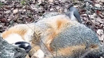 Thumbnail for Bird collects fur from a sleeping fox