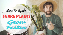 Thumbnail for How to Make Snake Plants Grow Faster | Balcony Garden Web