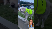 Thumbnail for All this dog wanted was to be friends with the garbage collectors 🥺 #dog #shorts | That Good News Girl