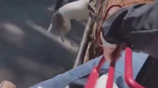 Thumbnail for Shitbull tries to kill horse.  Gets stomped.