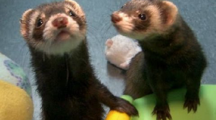 Thumbnail for Ending the War on Ferrets