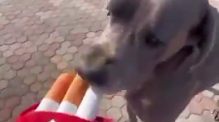 Thumbnail for Dogs smoking