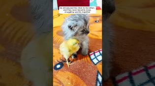 Thumbnail for A man rescued a baby chick from a stack of egg trays | AnimalLove Stories