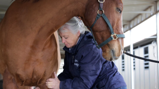 Thumbnail for Gov't Says "Naaayyyy" to Horse Massage