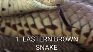 Thumbnail for Ten of the most venomous snakes in Australia 