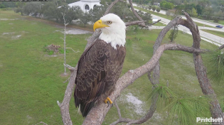 Thumbnail for Southwest Florida Eagle Cam | Southwest Florida Eagle Cam