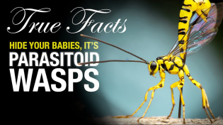 Thumbnail for True Facts: Parasitoid Wasps | Ze Frank