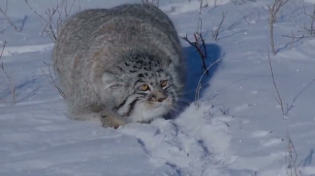 Thumbnail for Pallas Cat | mesa