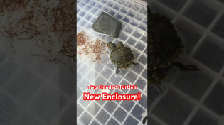 Thumbnail for Two Headed Turtle’s New Enclosure! | AquaTerra